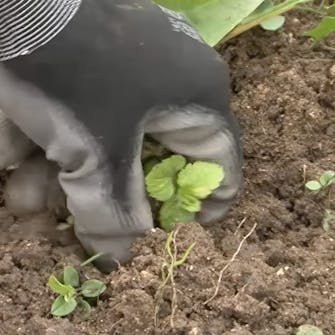 staudebed Lug ukrudtet væk staudebed Lug ukrudtet væk